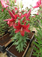 [4266 Firebolt No101.JPG]